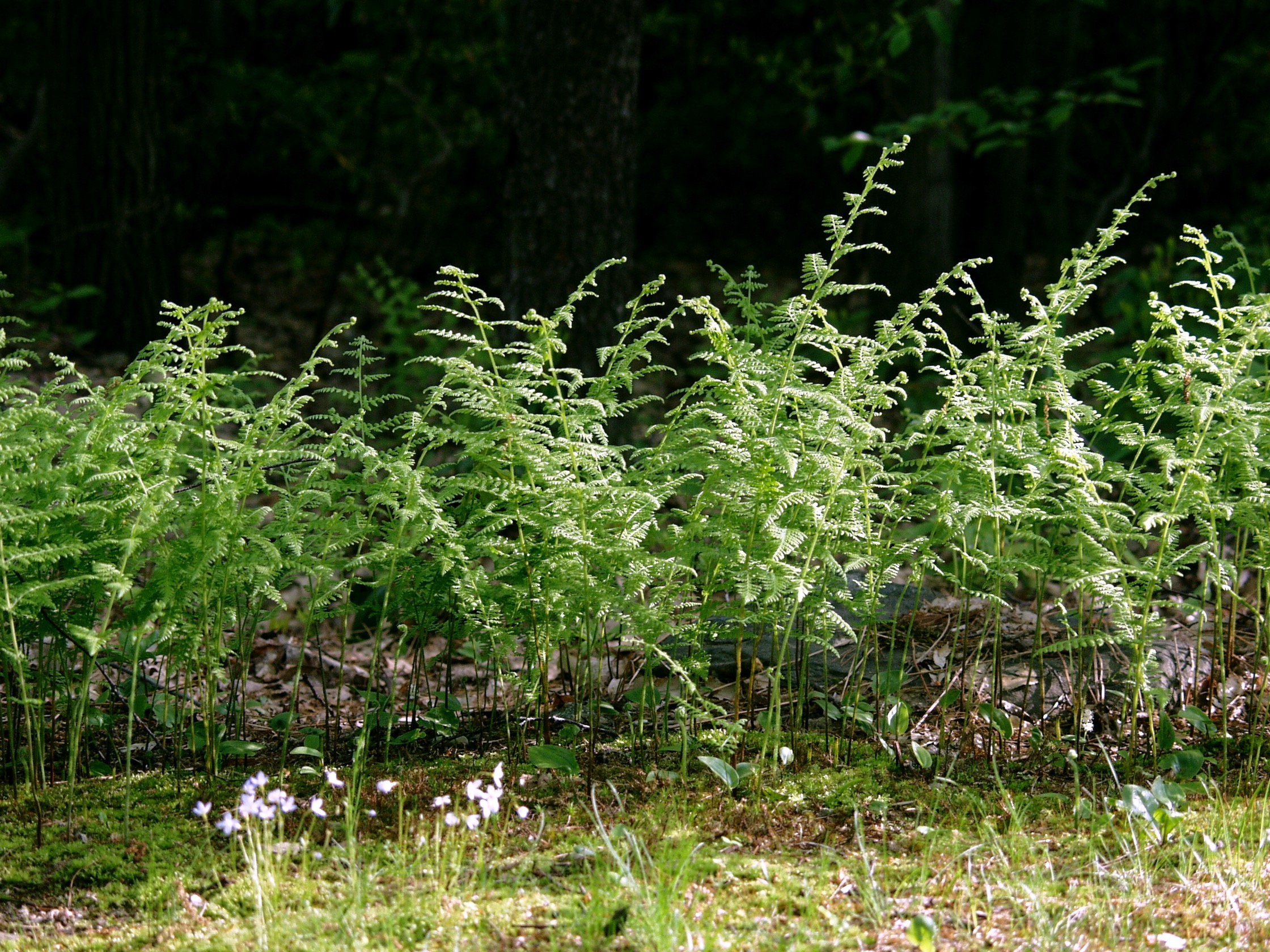 A stand of hay-scented ferns.