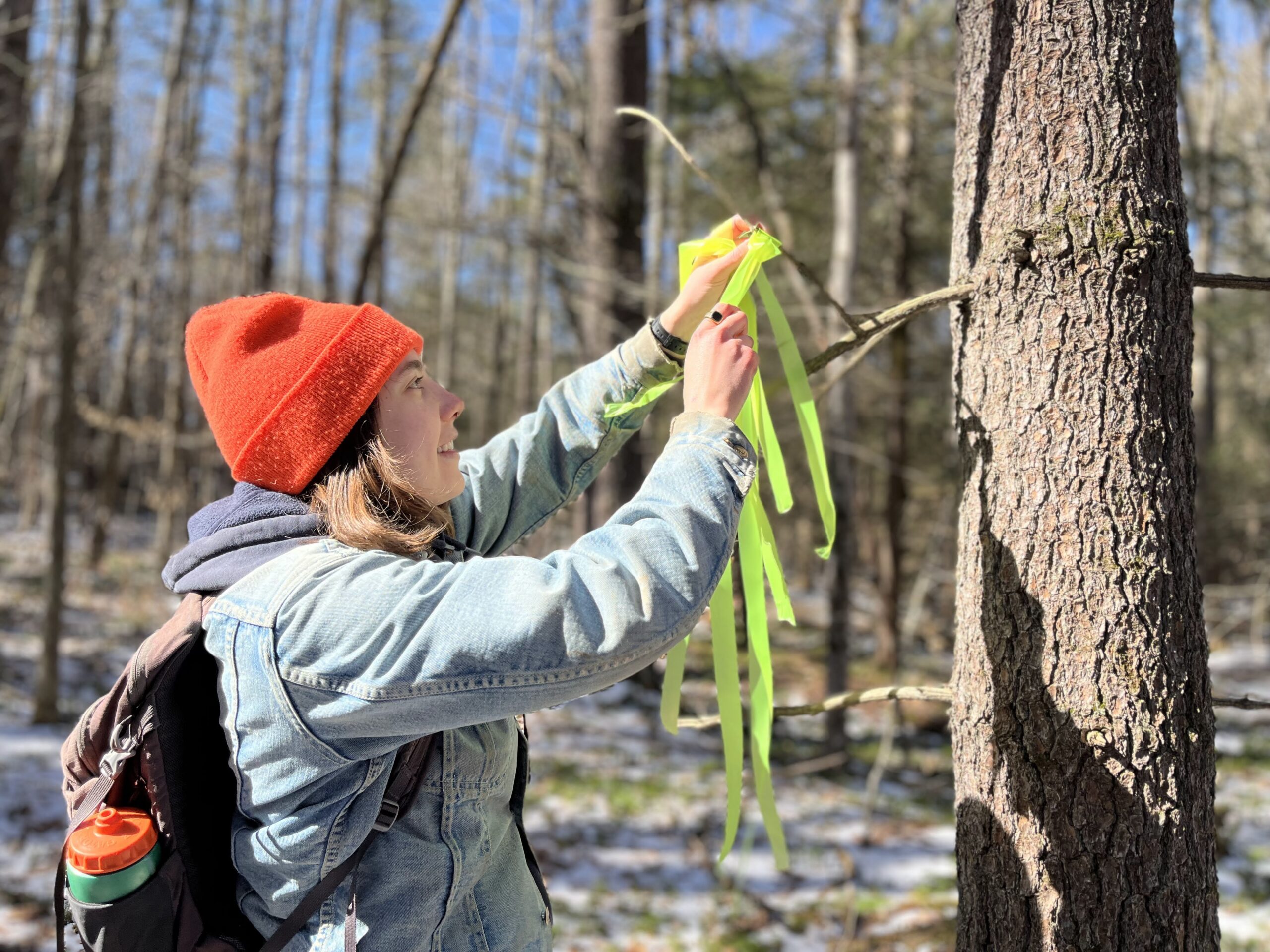 A warmly dressed person tying flagging onto a tree.